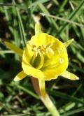 Narcissus bulbocodium <br> (Maite Santisteban Rivero)